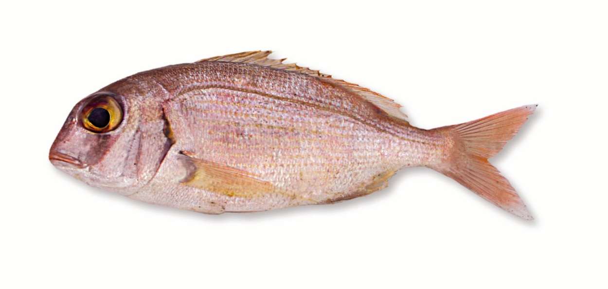 pargo